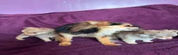 Chihuahua dogs for sale: Outstanding tiny tiny chichahua  - Advert 26