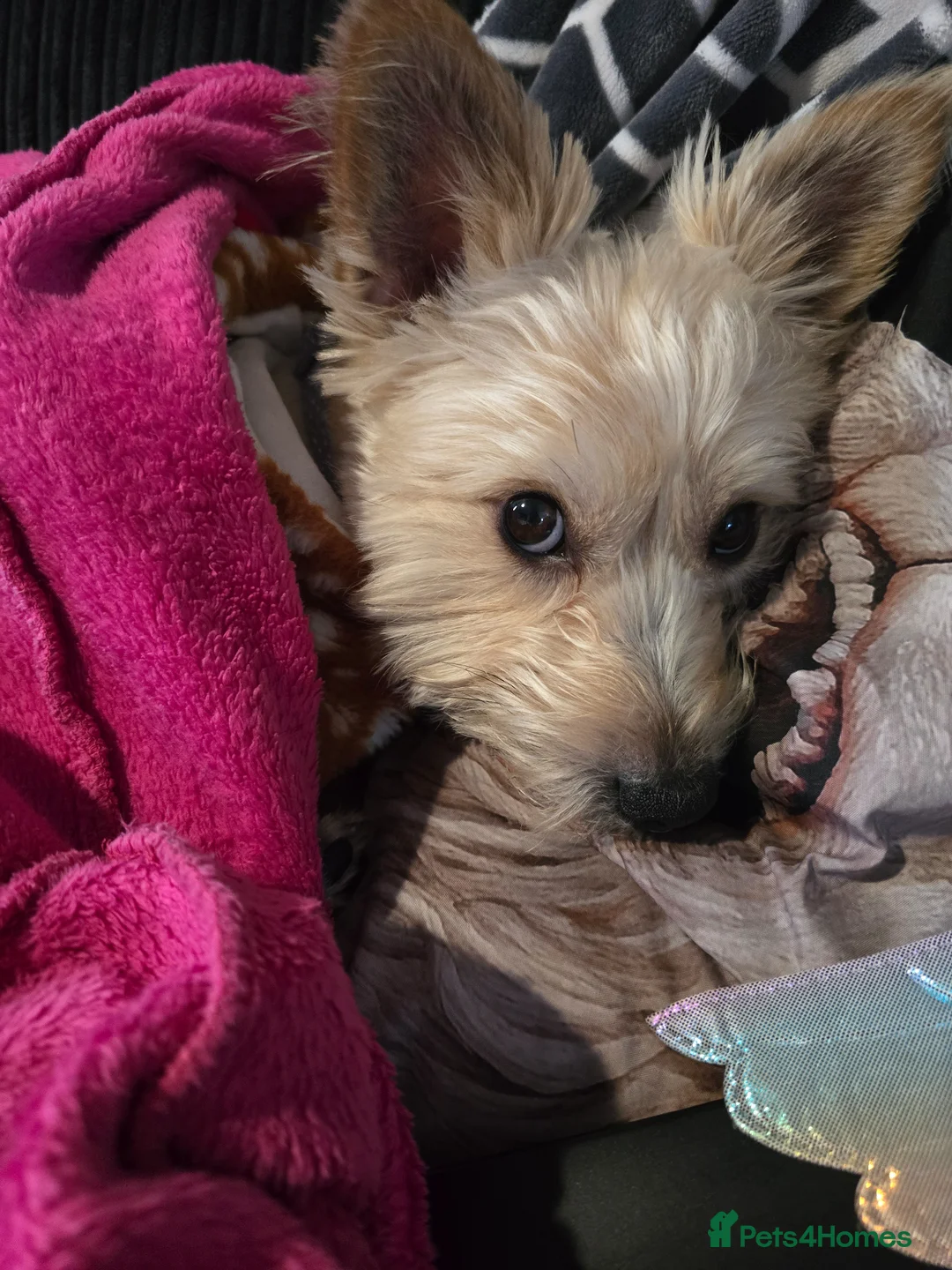 Mixed Breed dogs for sale: Bailey NEEDS HOME ASAP - Advert 13