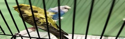 Budgerigars birds for sale: Black face, Black wing, splits, hogoromo budgies  - Advert 19