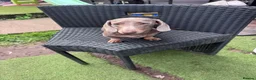 Miniature Dachshund dogs for sale: Miniature dachshund  - Advert 5