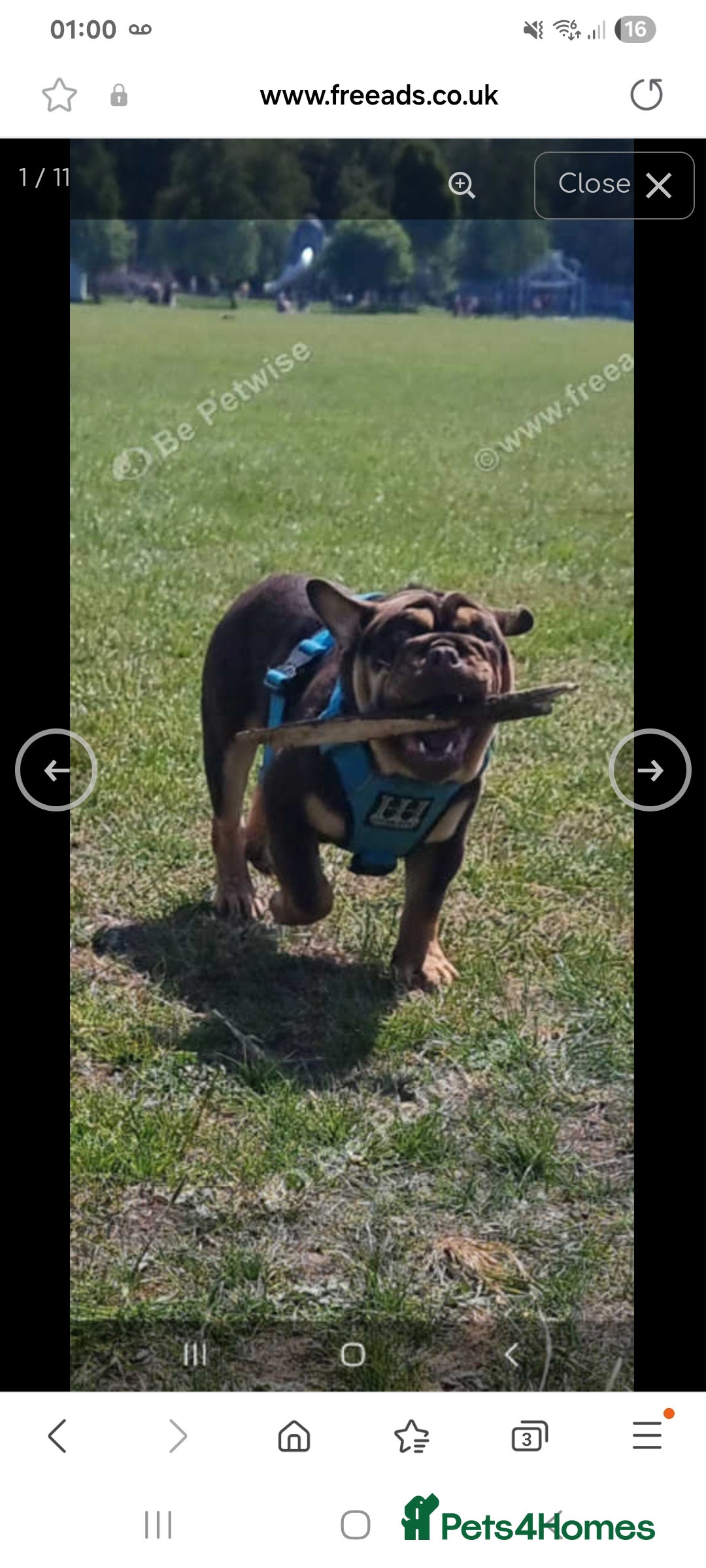 English Bulldog dogs for sale: English bulldog Male  - Image 2