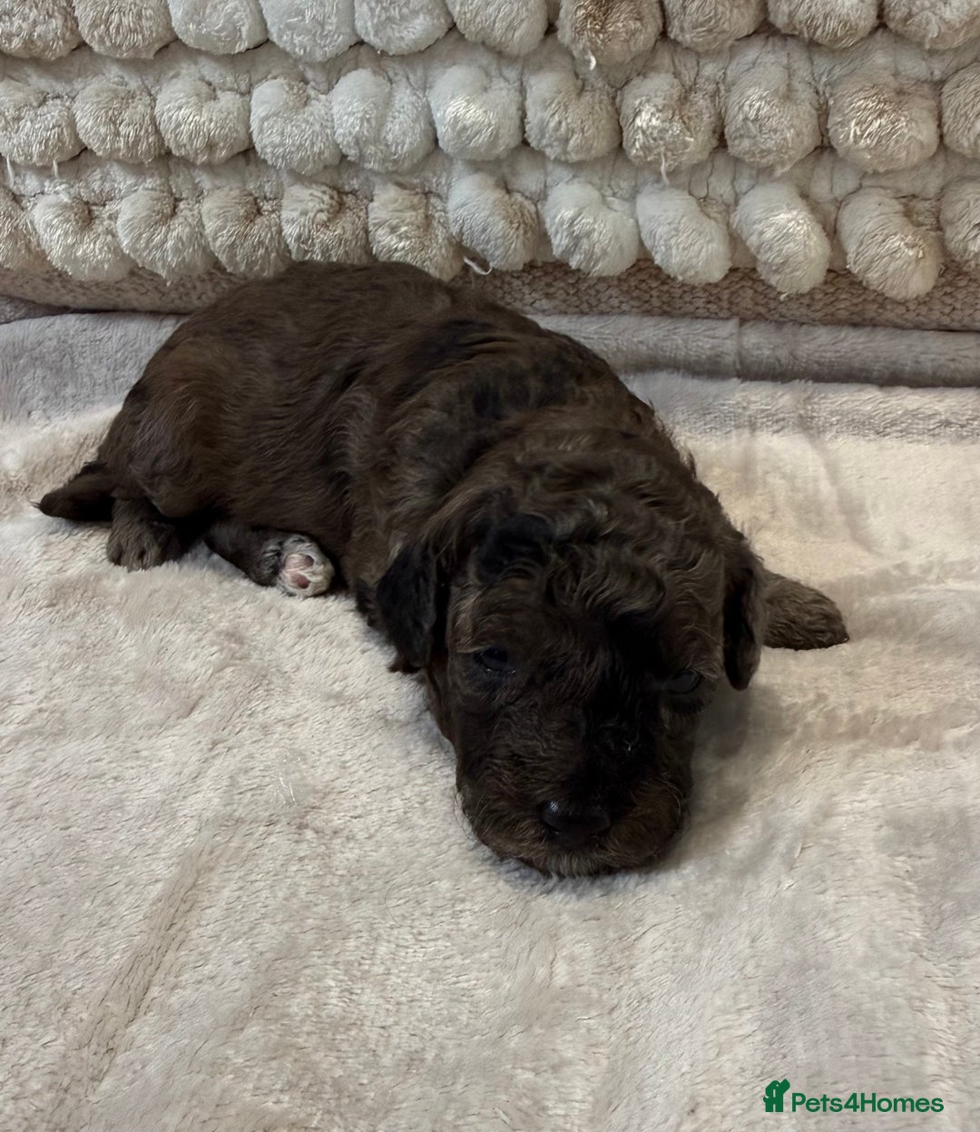 Toy Poodle dogs for sale: Adorable Toy Poodle Puppies READY TO GO! - Advert 24