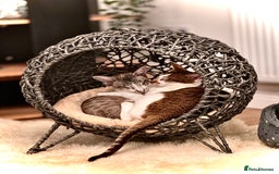 Peterbald cats for sale: Theo and Lewis (ginger )  - Image 11