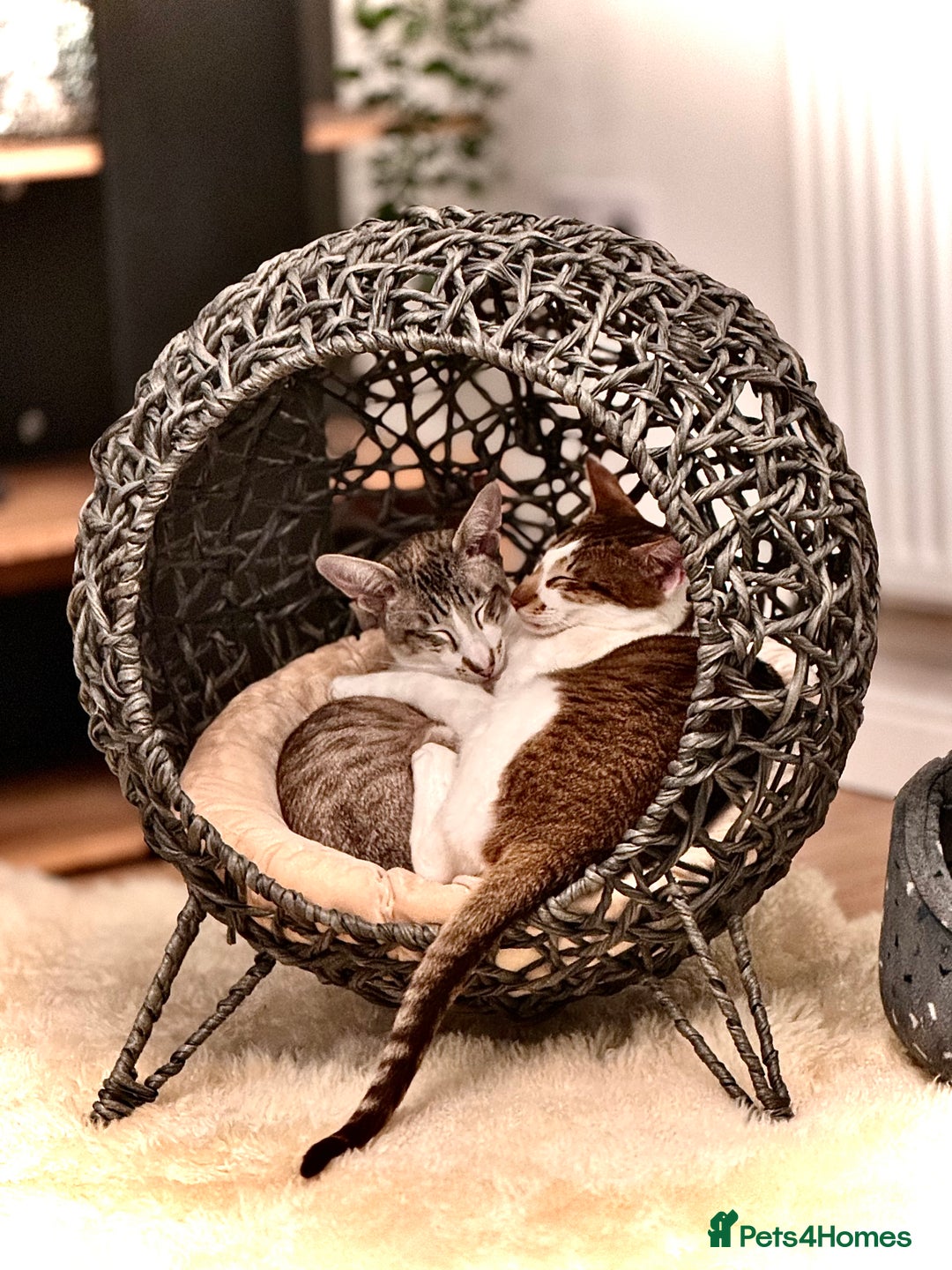 Peterbald cats for sale: Theo and Lewis (ginger )  - Image 11