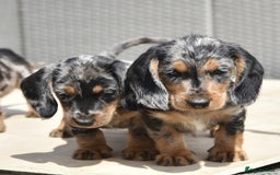 Dachshund dogs for sale: Wire-haired dachshund pups - Image 1
