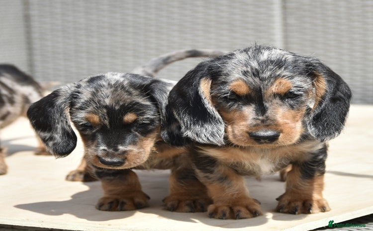 Dachshund dogs - Advert 1