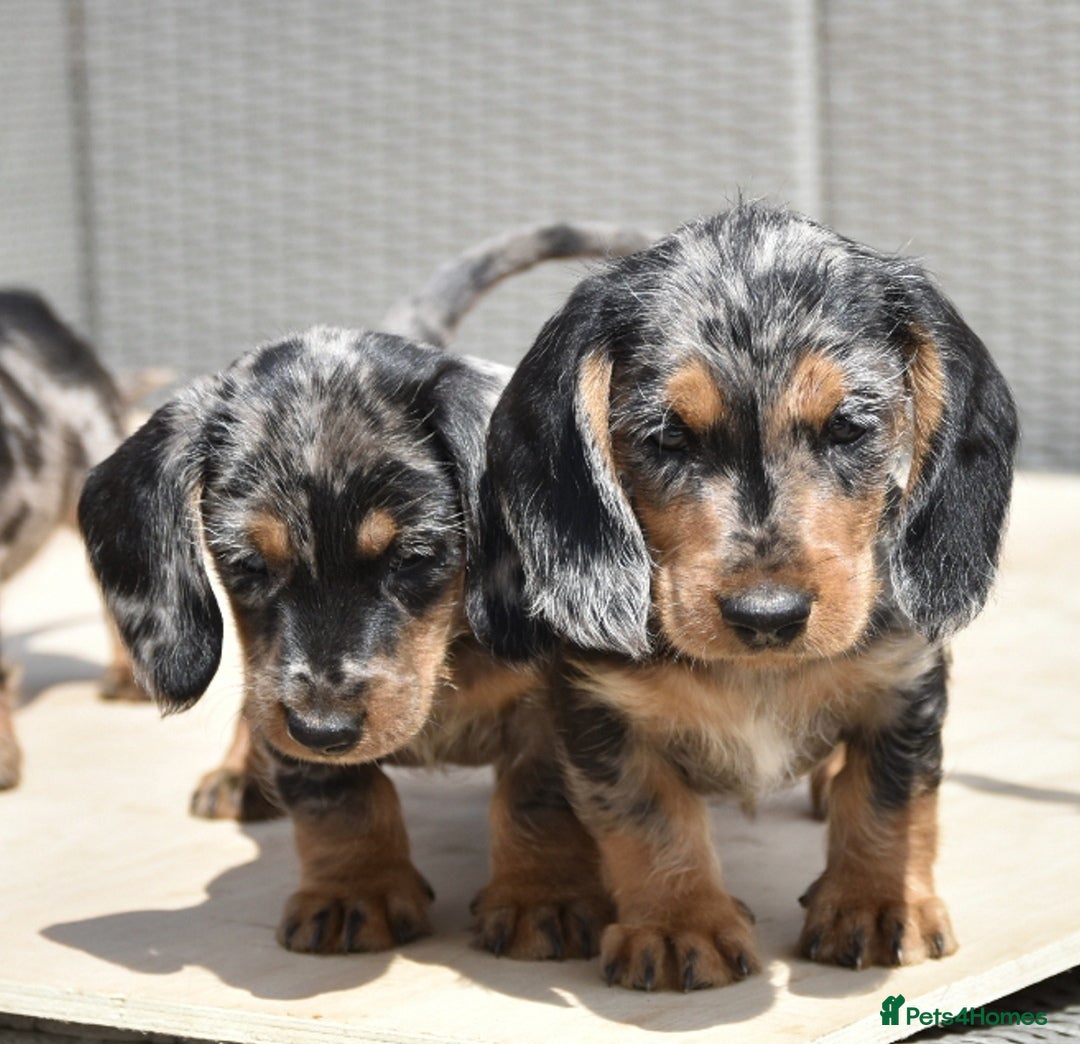 Dachshund dogs for sale: Wire-haired dachshund pups - Image 1