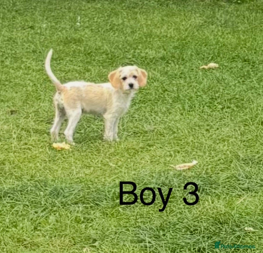 Cavapoo dogs for sale: Looking for forever homes - Image 5