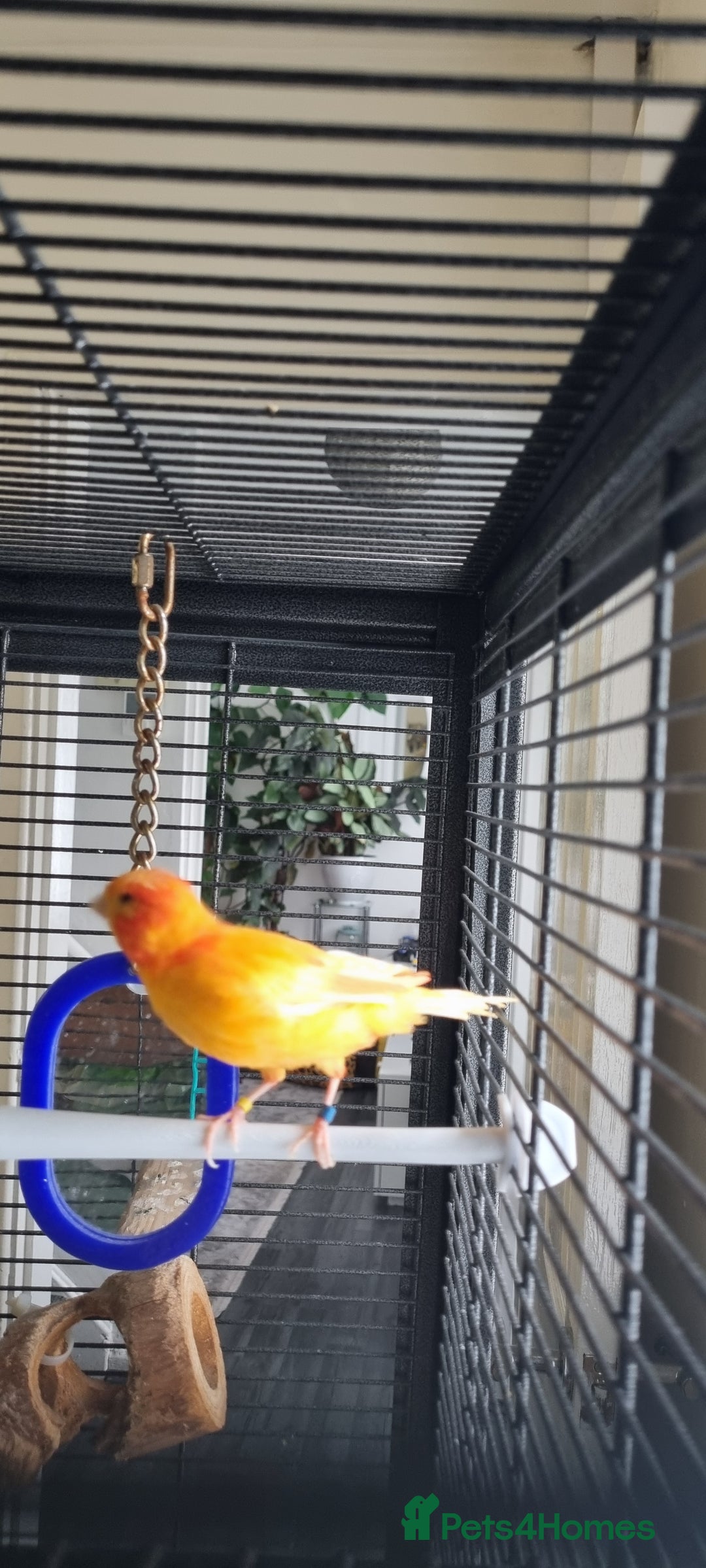 Canaries birds for sale: Canary  - Image 3