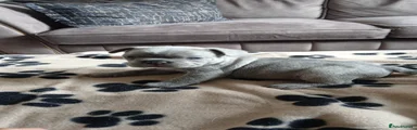 French Bulldog 2