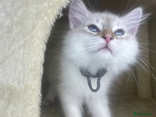 Siberian cats - Advert 1