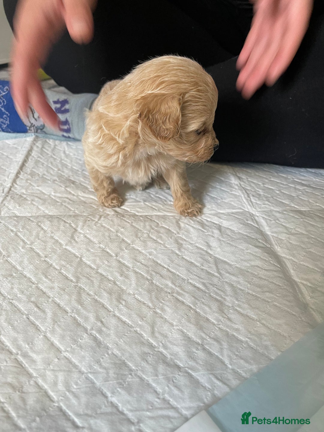 Cockapoo dogs for sale: Beautiful litter of cockapoo puppies  - Image 6
