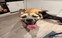 Mixed Breed dogs for sale: Husky cross to be rehomed - Advert 2