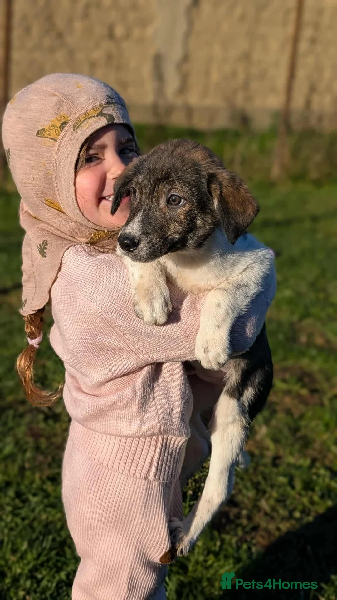 Mixed Breed dogs for adoption: Crumbs for adoption - Advert 3