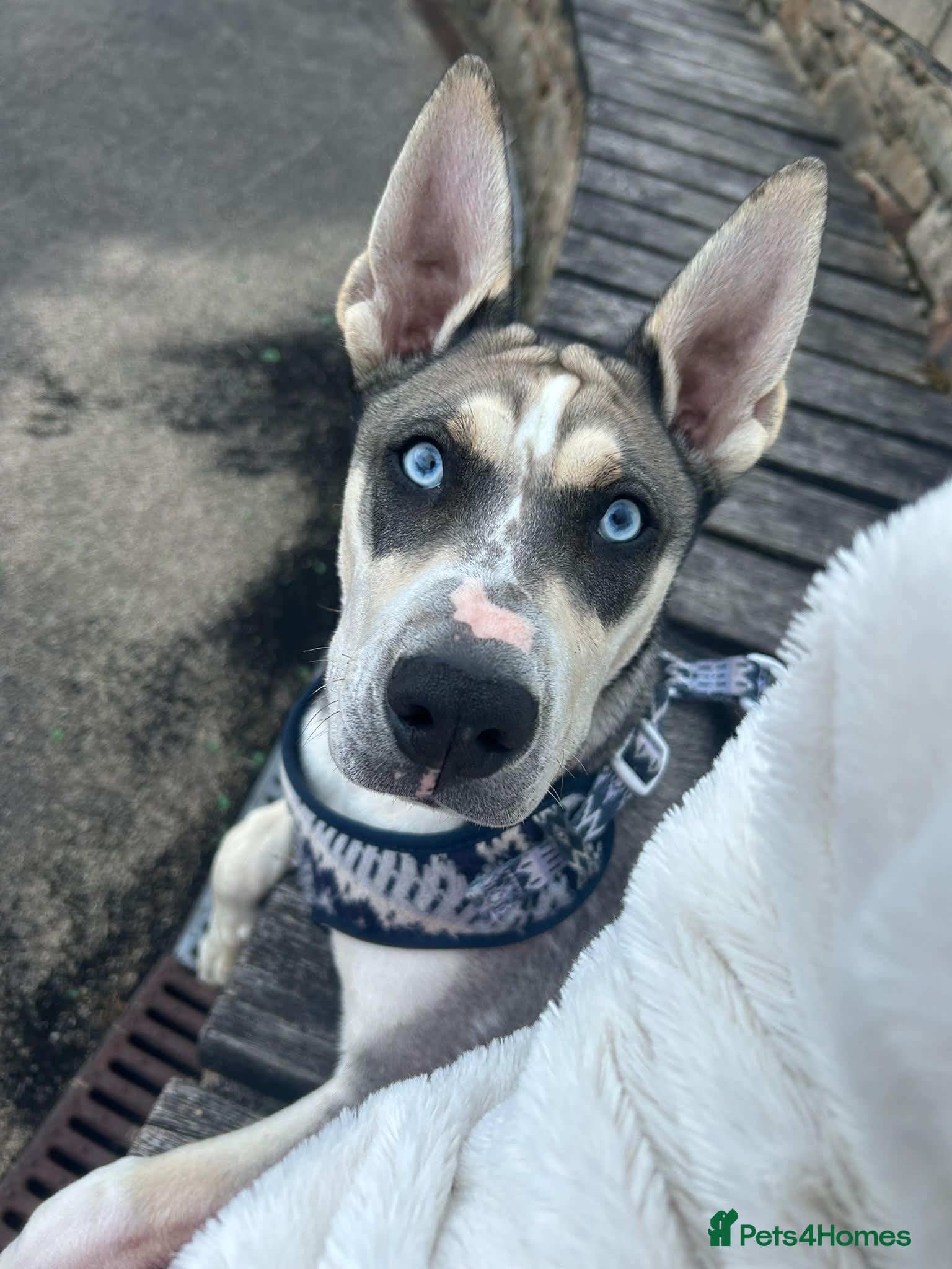 Mixed Breed dogs for sale: Poppy  in Burnley - Advert 2