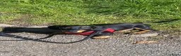 Dachshund dogs for sale: Bruno  in Blackpool - Advert 4