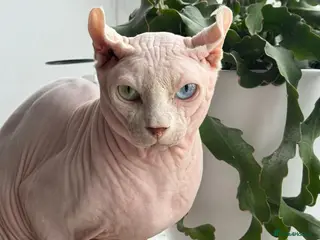 Sphynx cats odd eyes shpynx elf ear STUD available. in Colchester - Advert 13