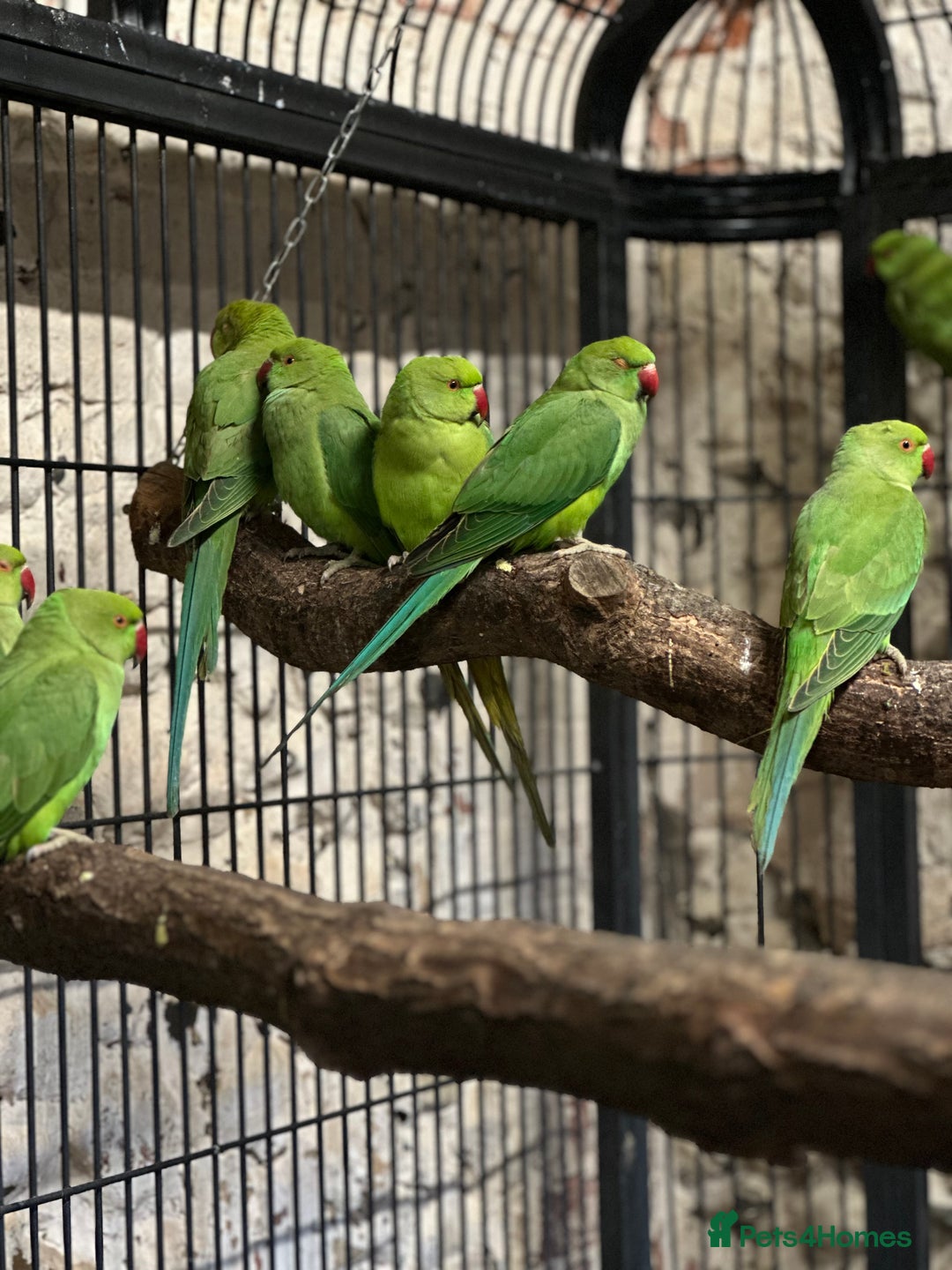 Ringnecks birds for sale: Ringneck parakeets  - Advert 7