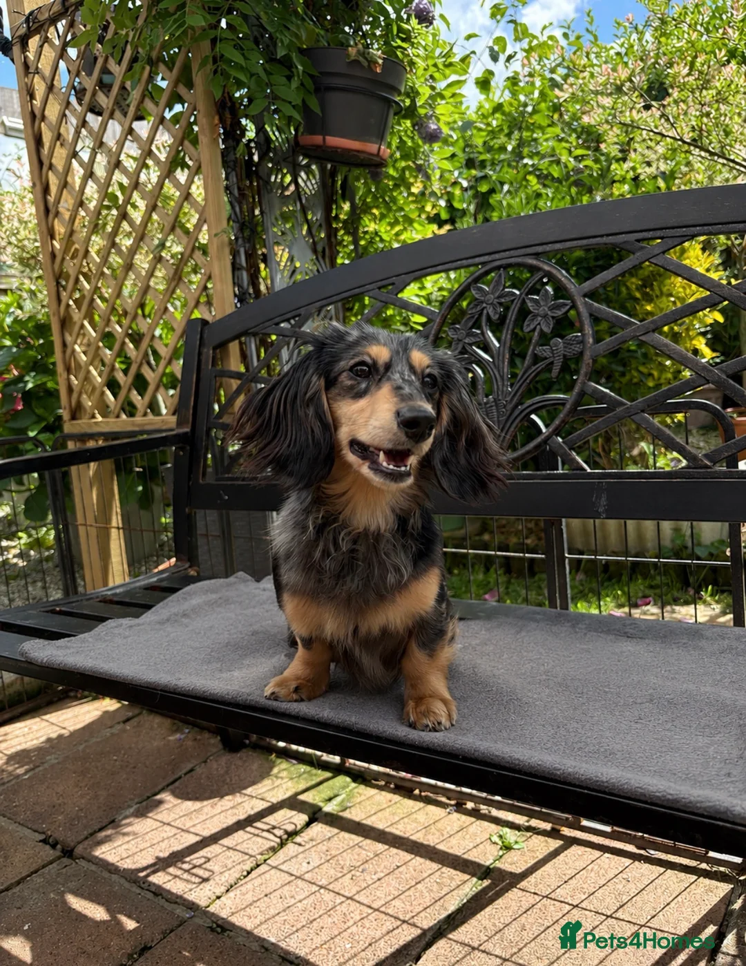 Miniature Dachshund dogs for stud: PROVEN SILVER DAPPLE & CREAM STUD🖤 - Advert 6