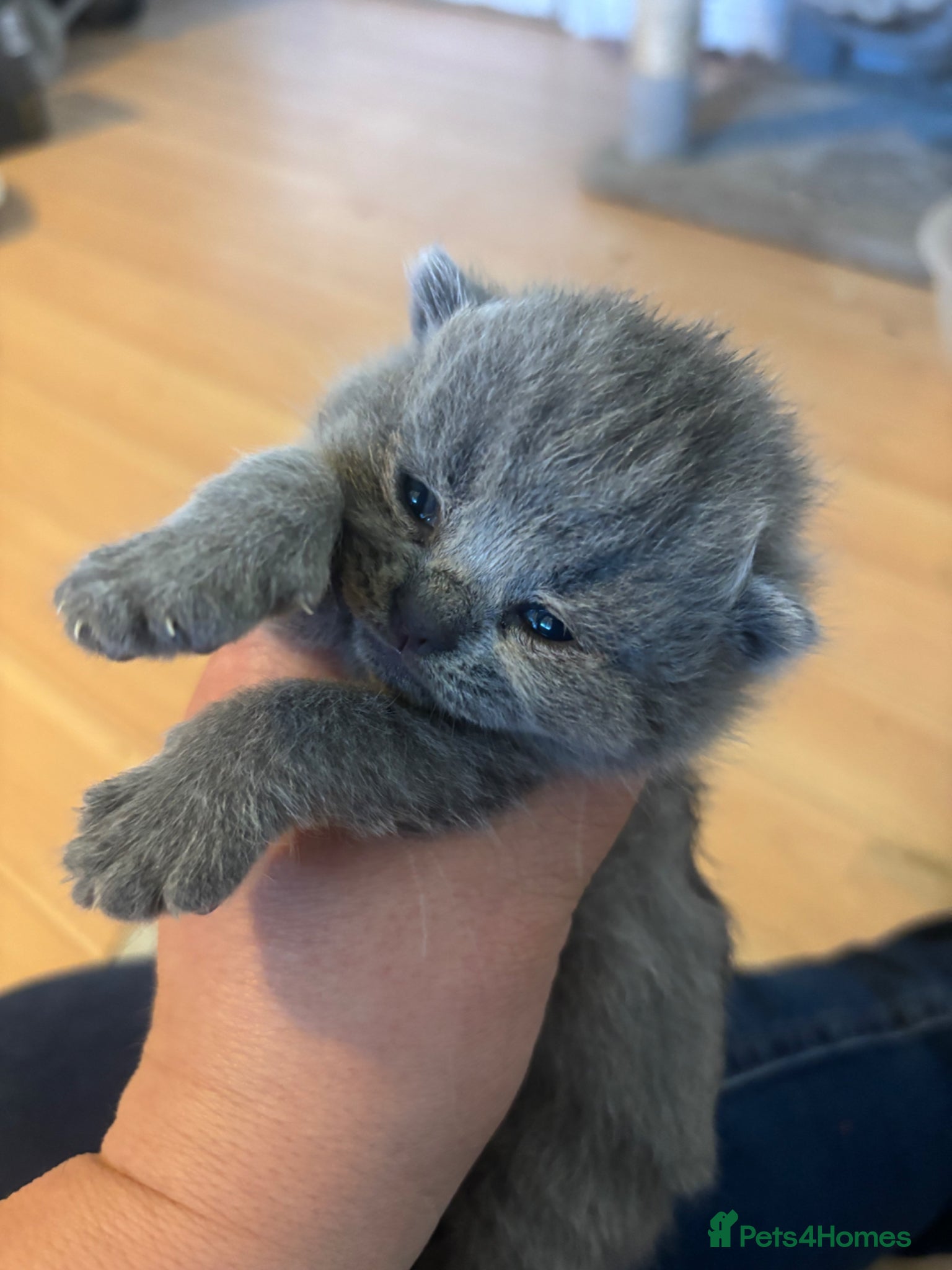 British Shorthair cats British blue shorthair kittens ready 20th June  - Advert 14
