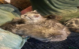 Mixed Breed cats for sale: Beautiful kittens  - Image 11