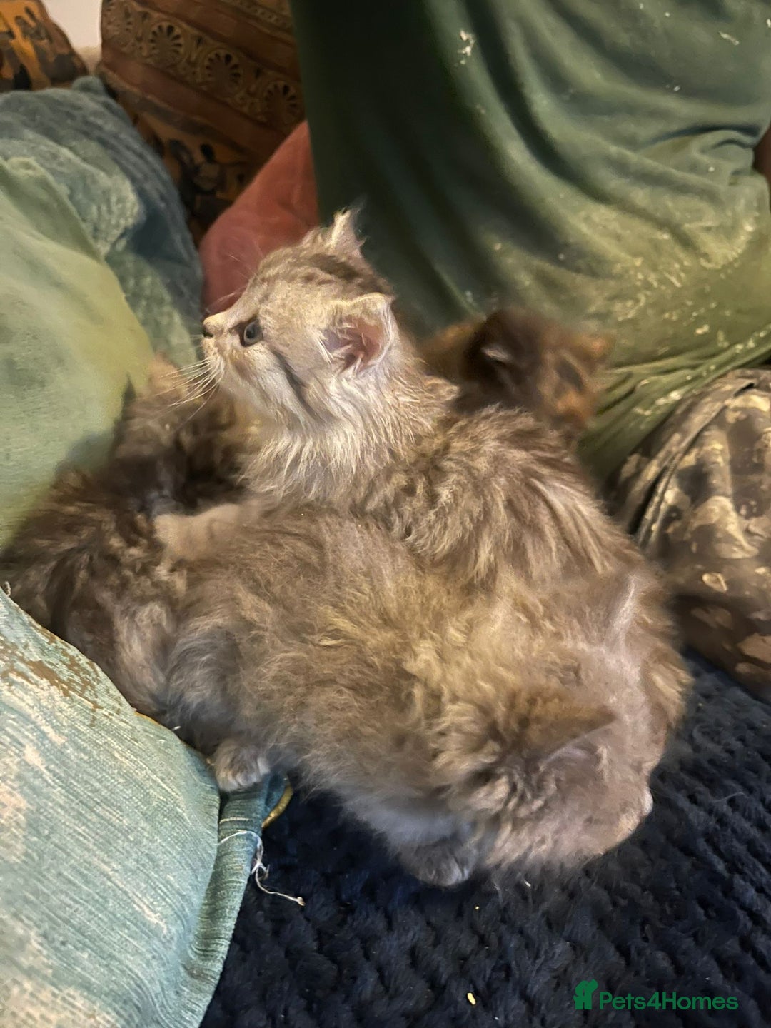 Mixed Breed cats for sale: Beautiful kittens  - Image 11