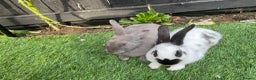 English rabbits for sale: Two friendly male rabbits with hutch and run - Advert 2