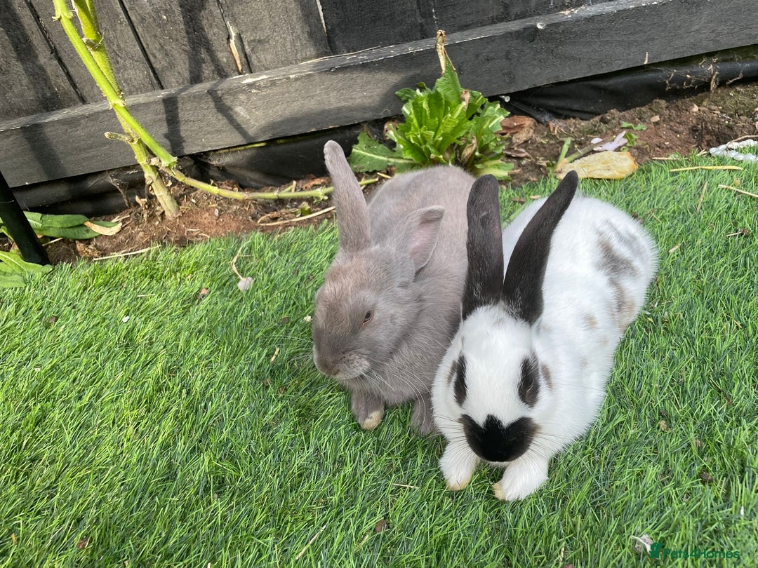 English rabbits for sale: Two friendly male rabbits with hutch and run - Advert 2