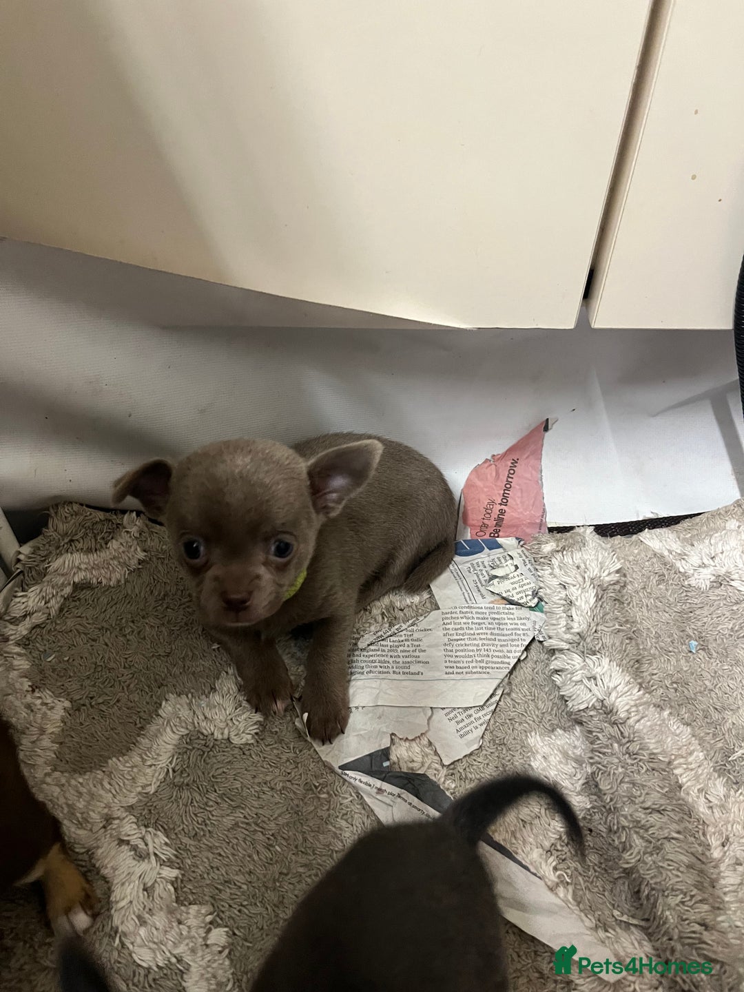 Chihuahua dogs for sale: Chihuahua teacups - Image 8