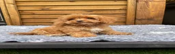 Cockapoo dogs for sale: Tiny Toy F1B Cockapoos. FULLY VAX’D! LAST 2 BOYS!! - Advert 18