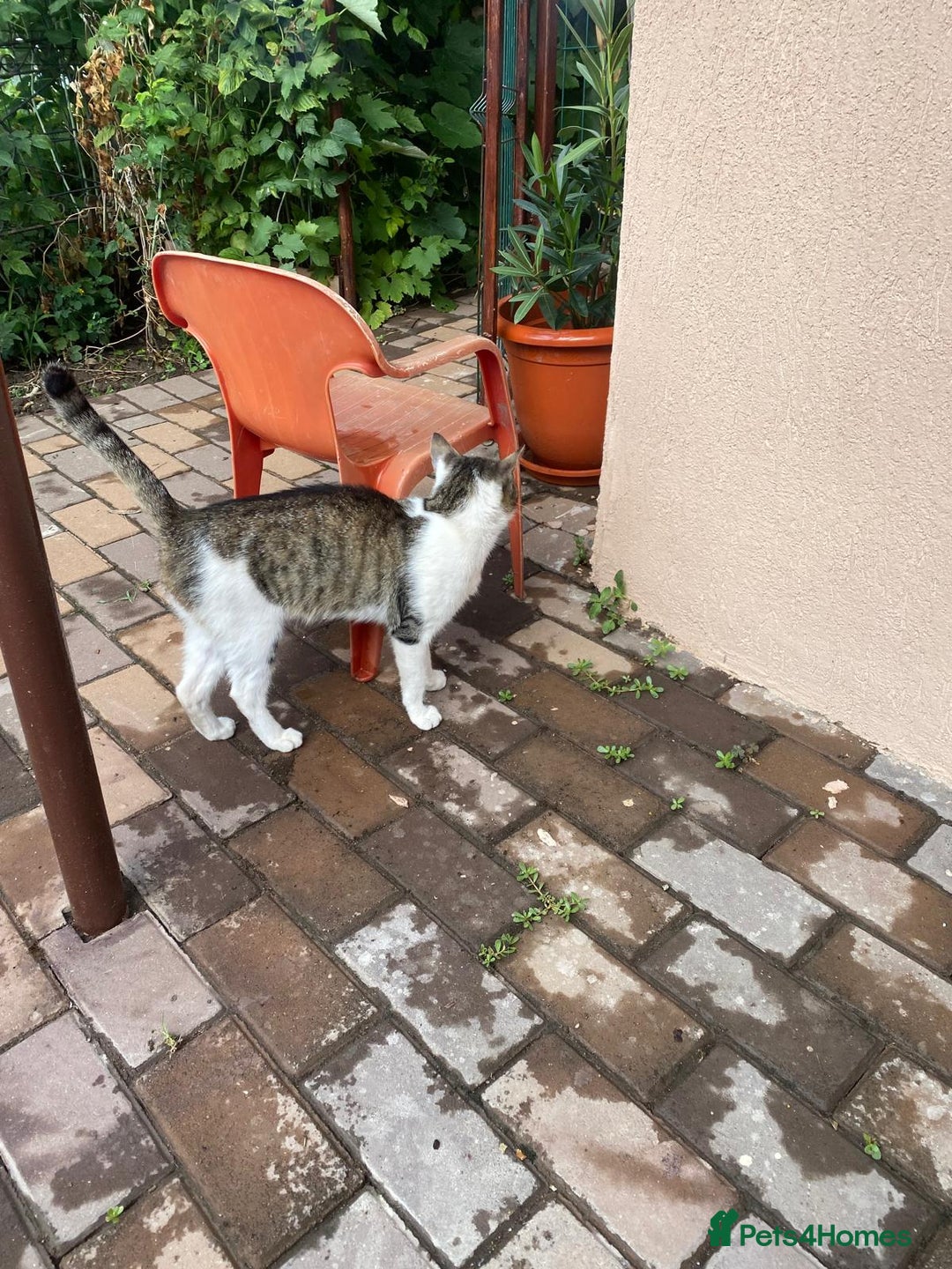 Mixed Breed cats for adoption: NOSE - a Lovely boy, for a Loving Home - Image 13