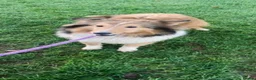 Shetland Sheepdog dogs for sale: ADULT KC SHELTIE BITCH  - Advert 3