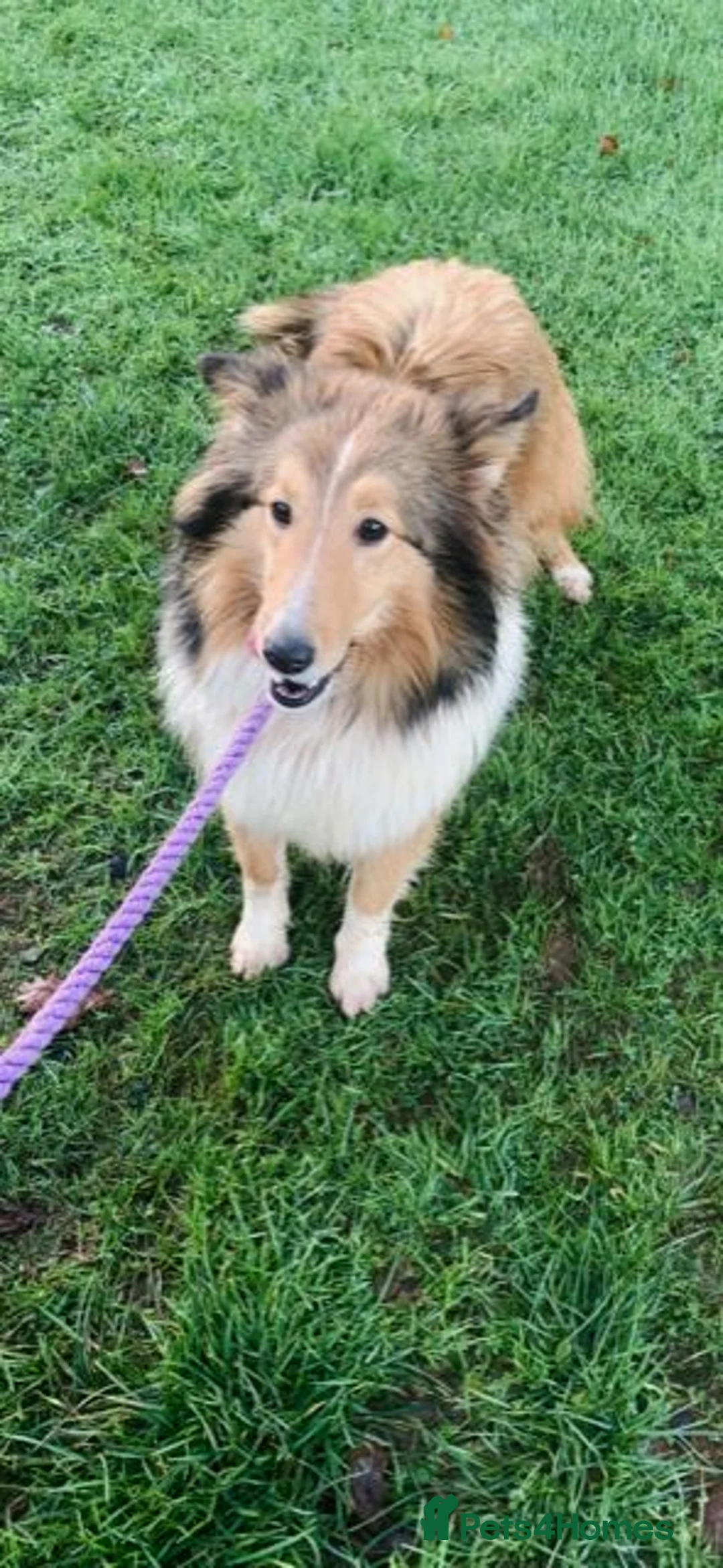 Shetland Sheepdog dogs for sale: ADULT KC SHELTIE BITCH  - Advert 3