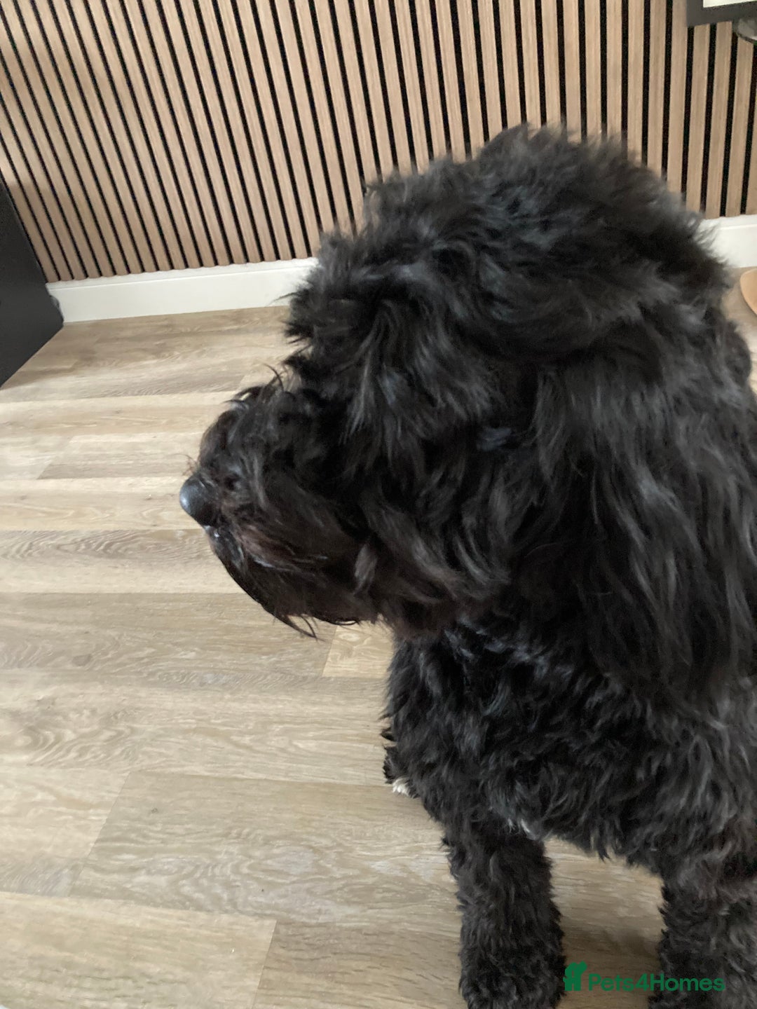 Portuguese Water Dog dogs for sale: Portuguese water dog - Image 10