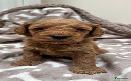 Cockapoo dogs for sale: Adorable cockapoo puppies for sale  - Image 6
