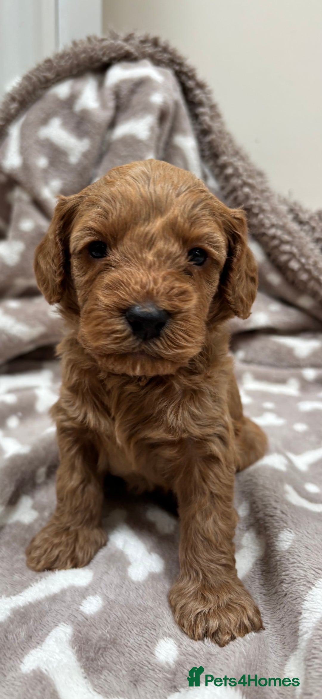 Cockapoo dogs for sale: Adorable cockapoo puppies for sale  - Image 6