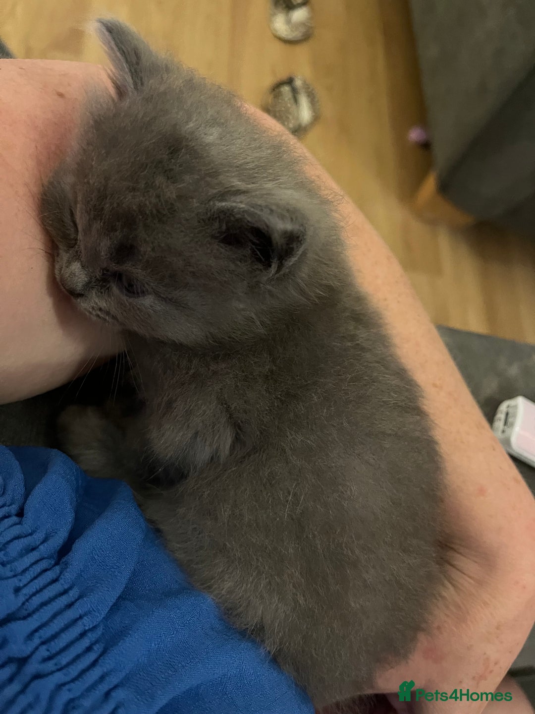 Ragdoll cats for sale: One beautiful blue boy Ragdoll x BSH - Image 4