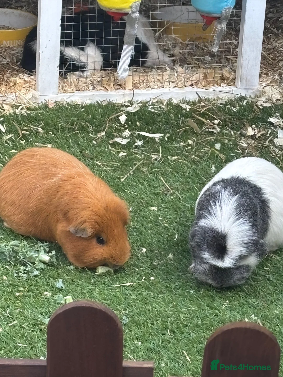 Guinea Pig rodents for sale: Trio of female guinea pigs looking for a new home - Advert 1