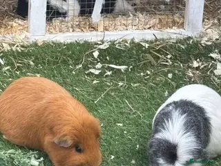 Guinea Pig rodents Trio of female guinea pigs looking for a new home - Advert 1