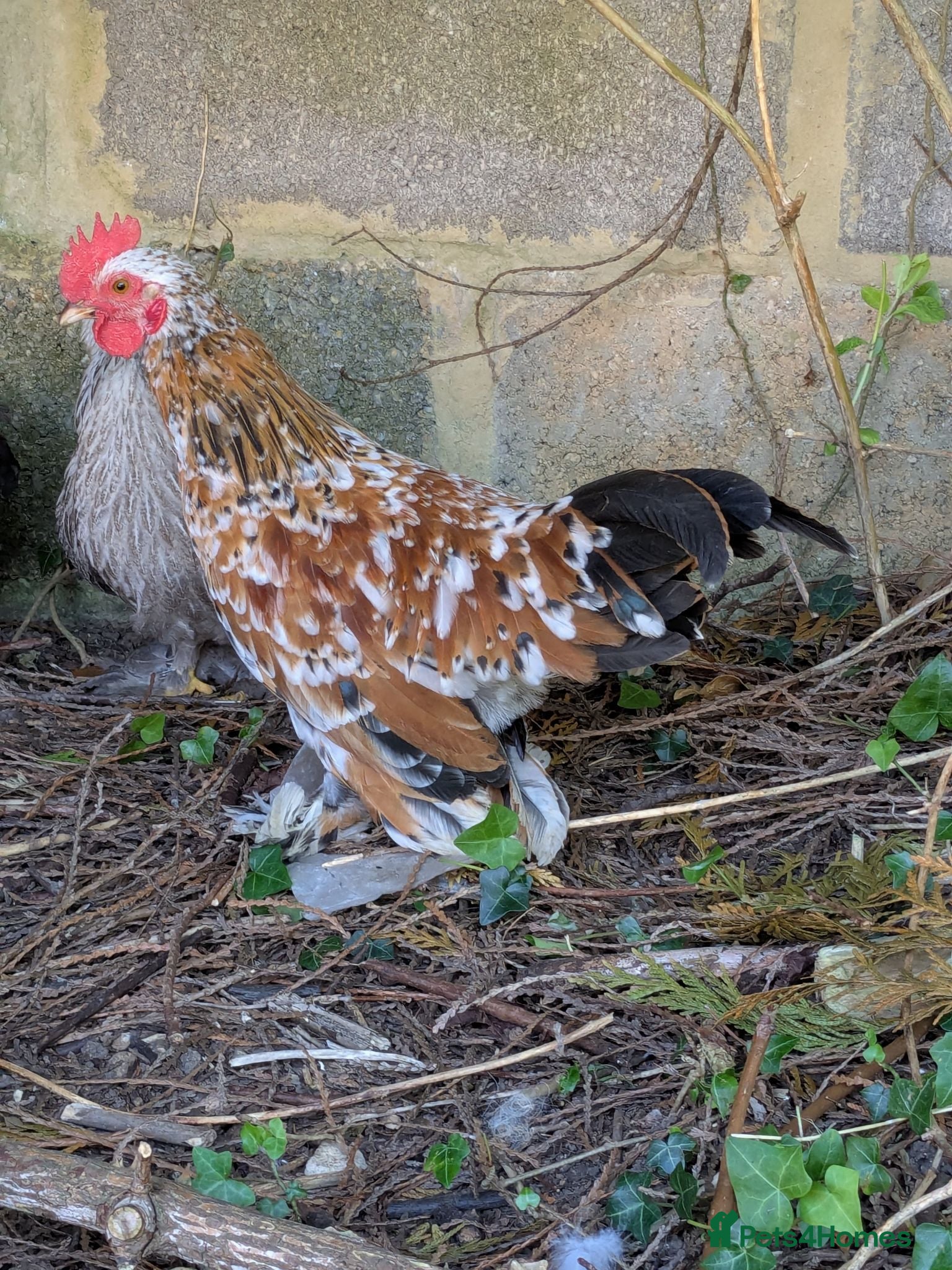 Chickens poultry FREE - Beautiful Pekin Bantam - tame - Advert 2