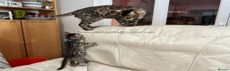 Bengal cats for sale: Bengal silverstorm and brown Rosette kittens - Advert 21
