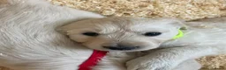 Golden Retriever dogs for sale: Beautiful GOLDEN RETRIEVER Puppies  - Advert 13