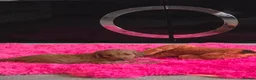 Cavapoo dogs for sale: Cavapoo Puppies for Sale - Advert 9