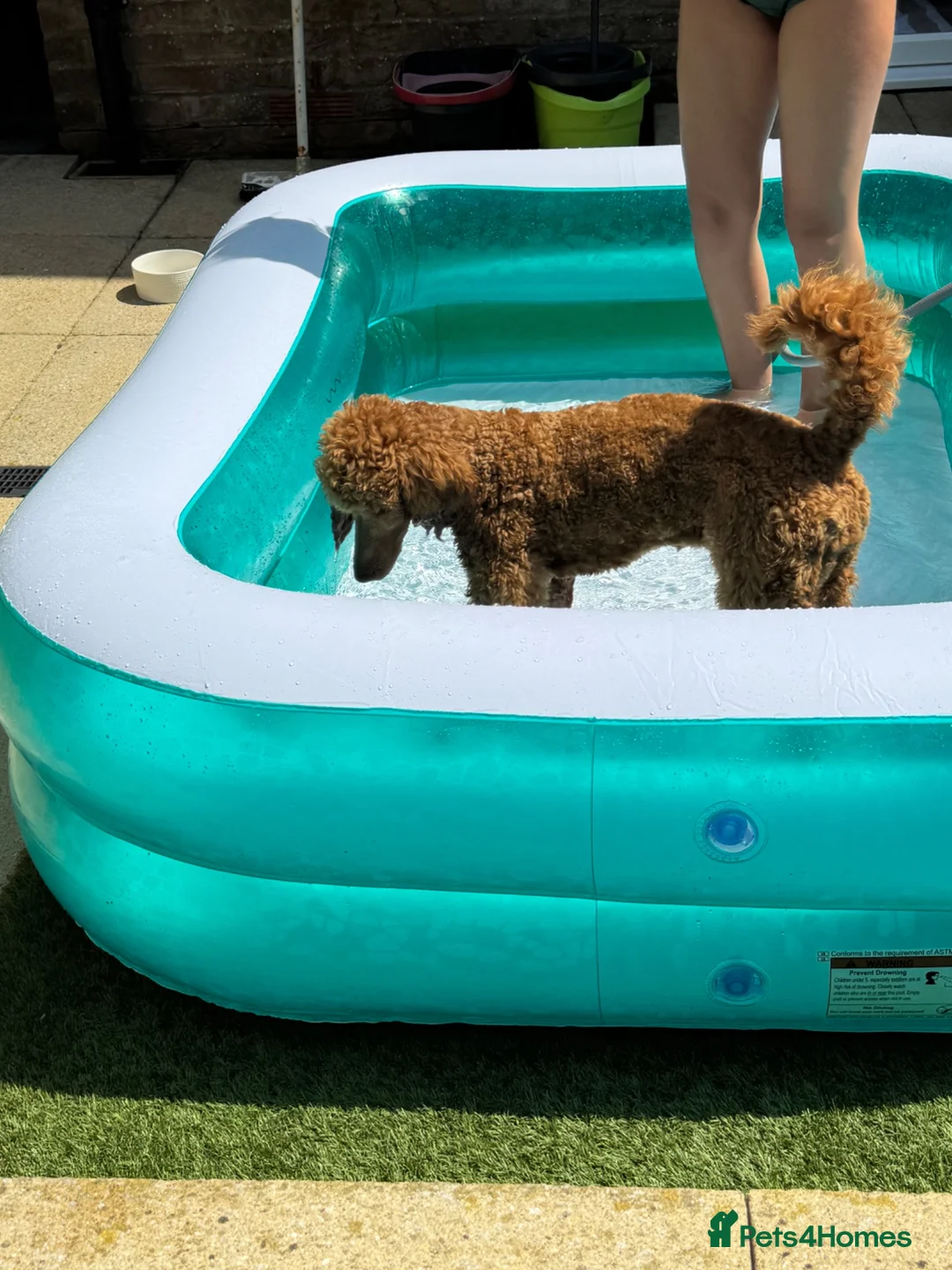 Cockapoo dogs for sale: F1bbb Cockapoo  - Advert 2