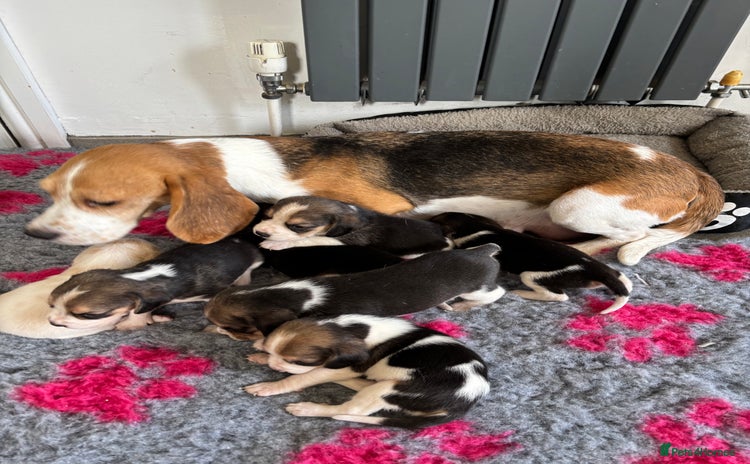 Beagle dogs - Advert 3