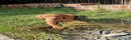 Hungarian Vizsla dogs for sale: READY TO LEAVE ,. 4 Beautiful girls left. - Advert 15