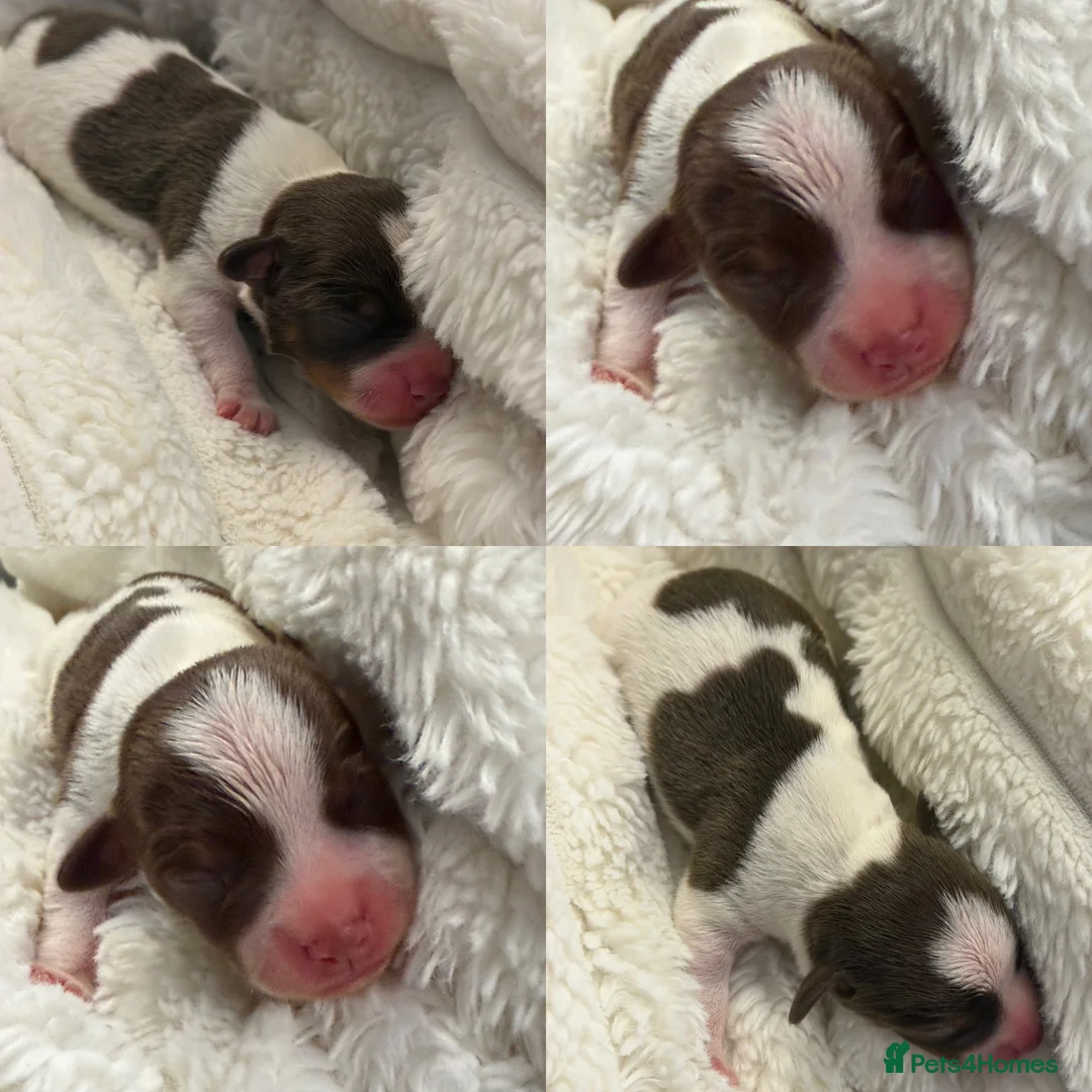 Jack Russell dogs for sale: DONJACKS - fully health tested miniature puppies  - Advert 23