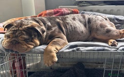 English Bulldog dogs for stud: Chocolate Merle Male English Bulldog - Image 5