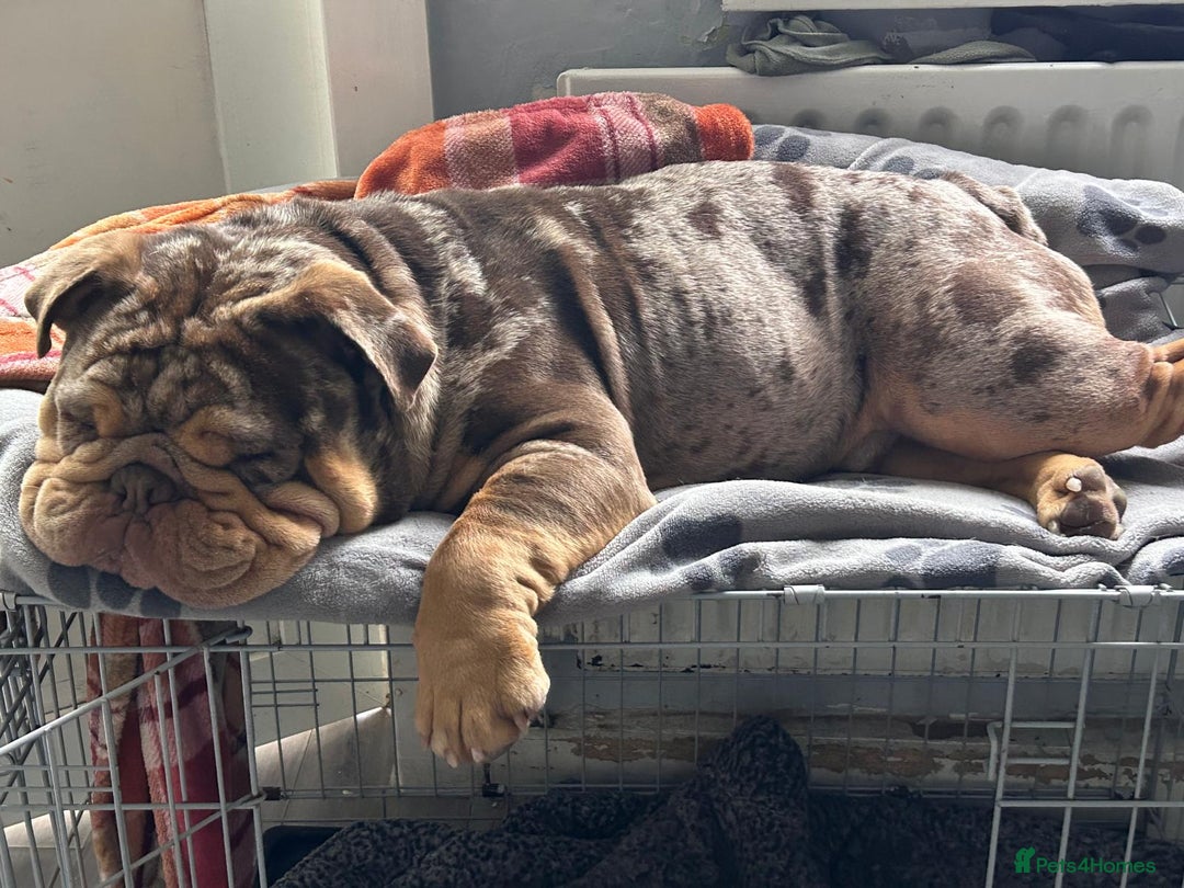 English Bulldog dogs for stud: Chocolate Merle Male English Bulldog - Image 5
