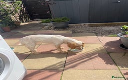 Cocker Spaniel dogs for sale: KC REGISTERED COCKER SPANIELS  - Image 16